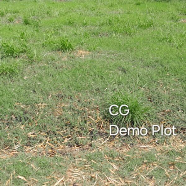 CG Demo plot 600x600