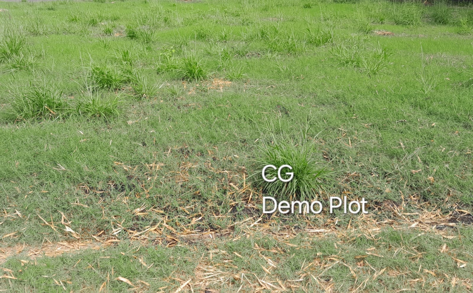 CG Demo plot