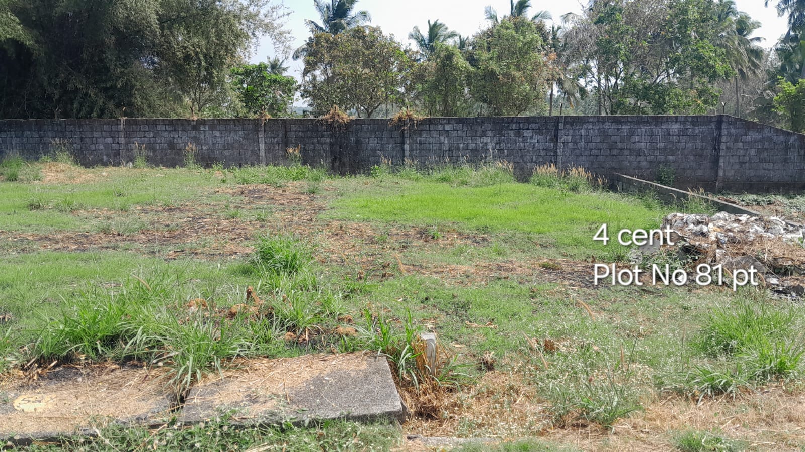 CM Plot 81 pt