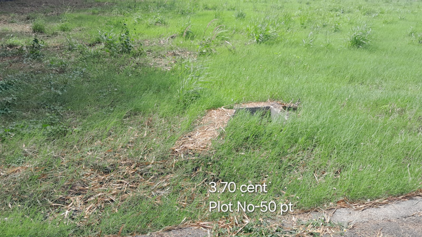 Plot no 50pt